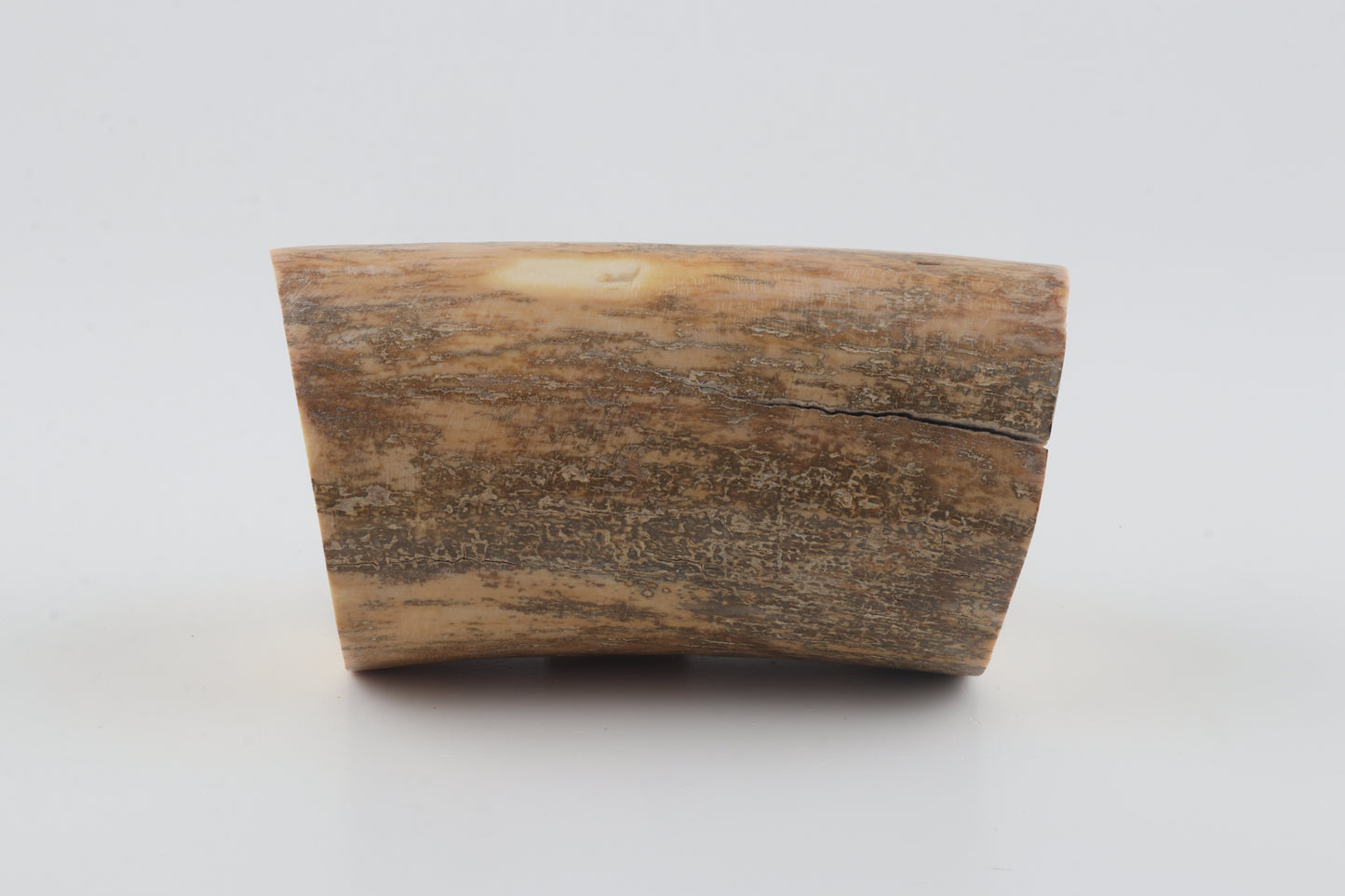 Round mammoth tusk piece