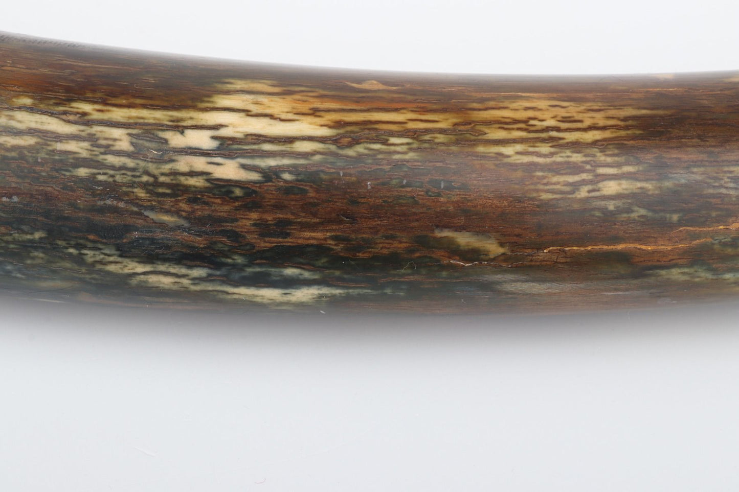 Restored mammoth tusk tip
