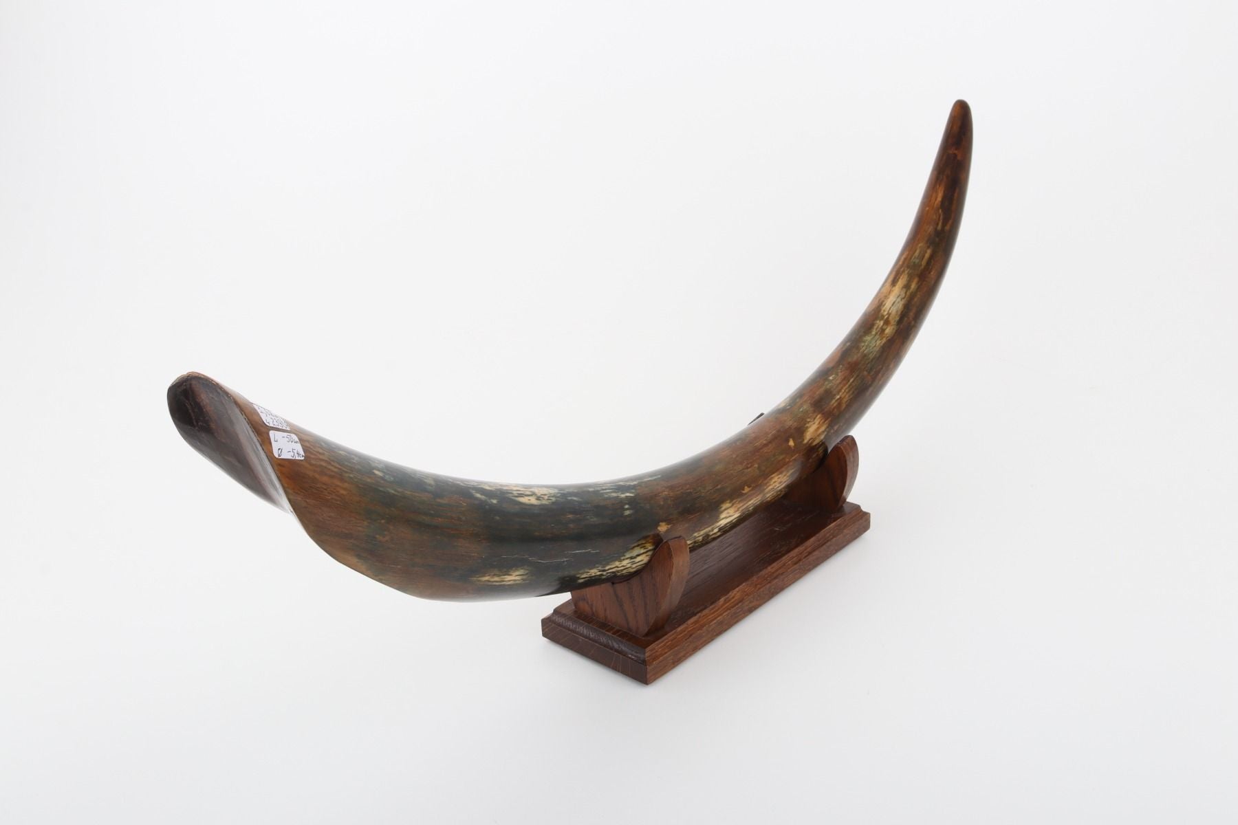 Restored mammoth tusk tip