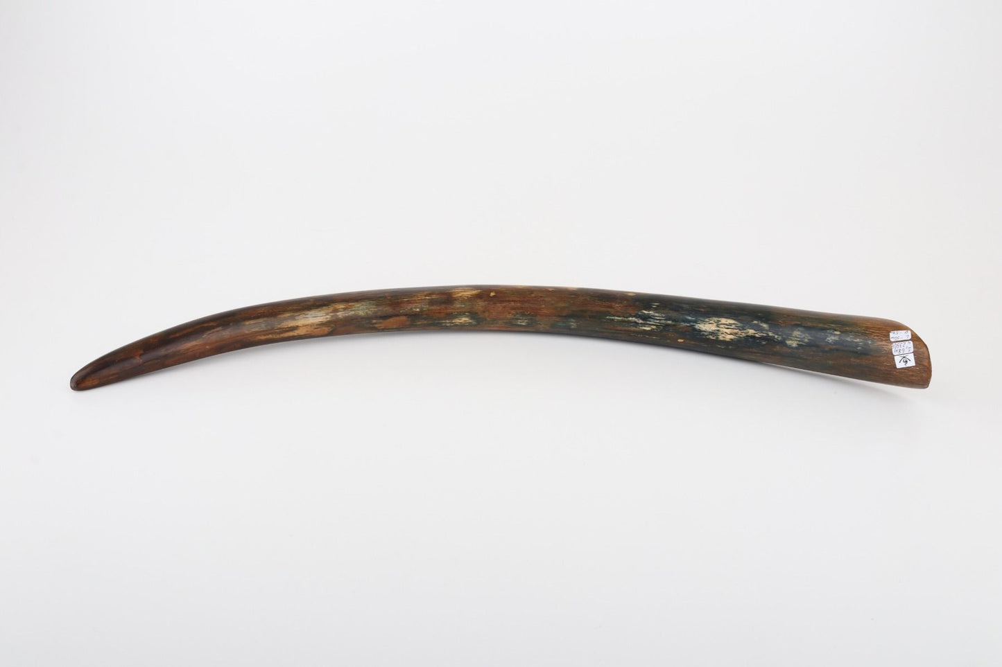 Restored mammoth tusk tip