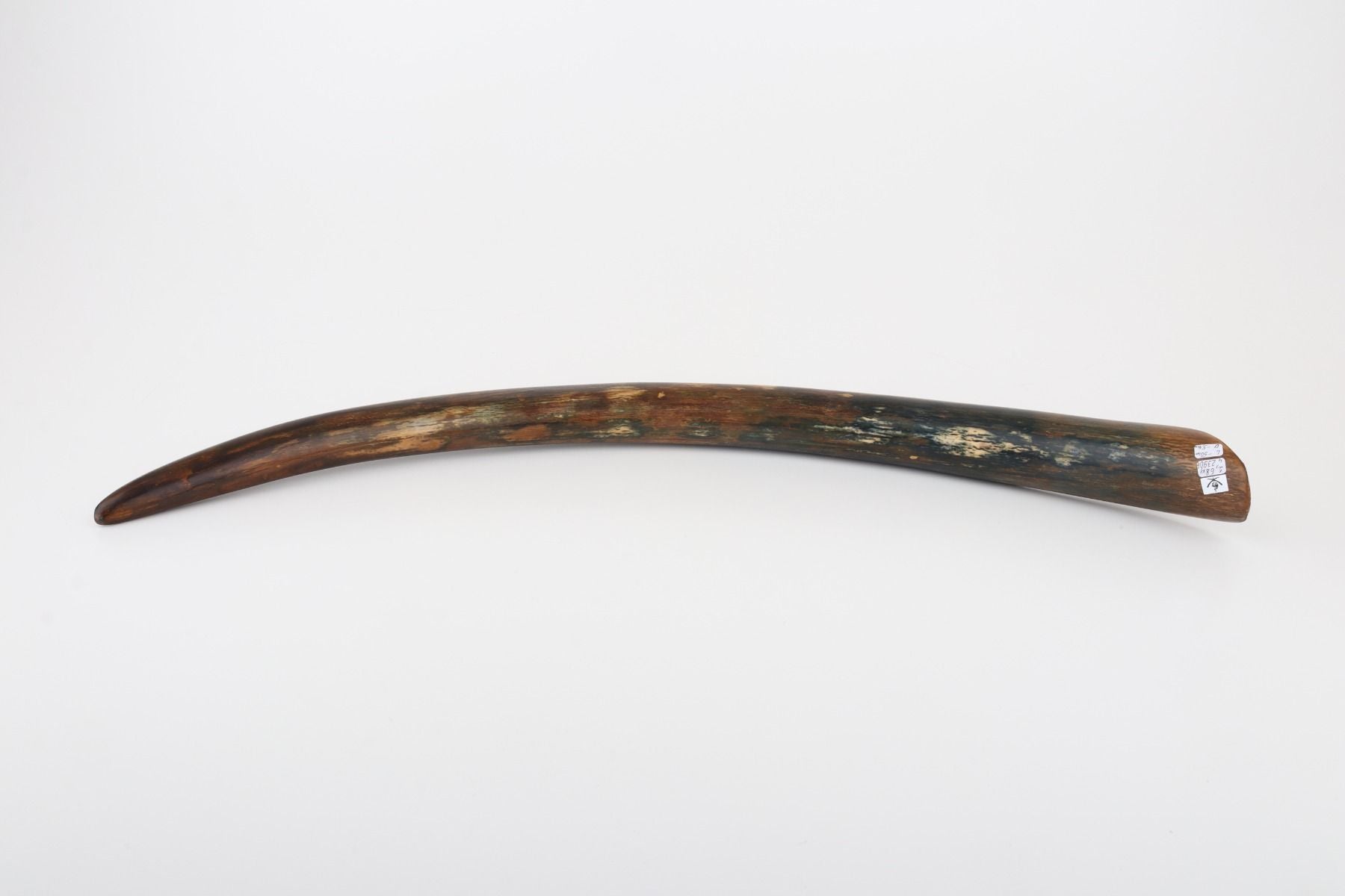 Restored mammoth tusk tip