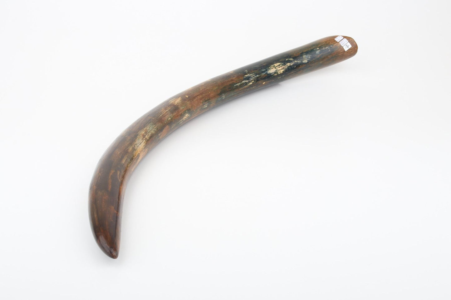Restored mammoth tusk tip