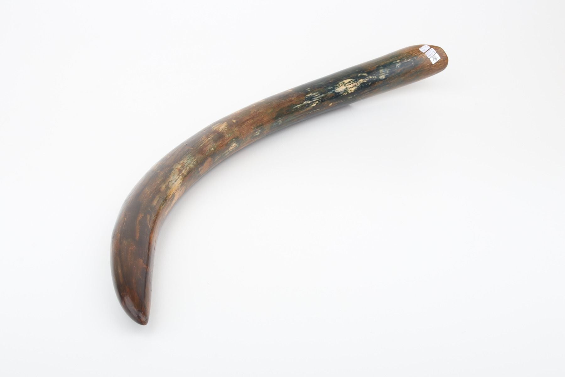Restored mammoth tusk tip