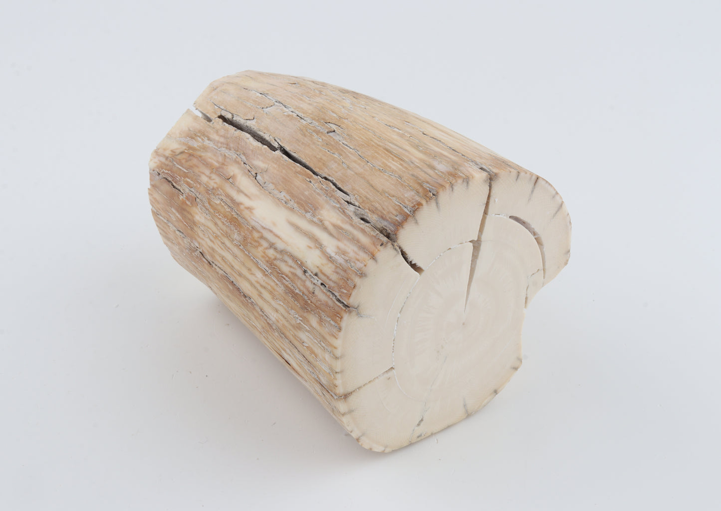 Round woolly mammoth tusk piece