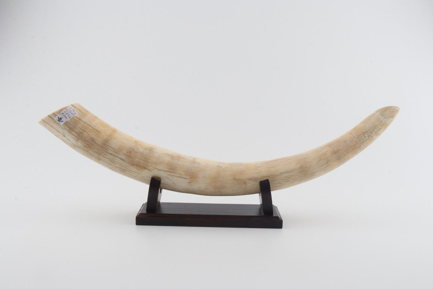 Natural mammoth tusk tip