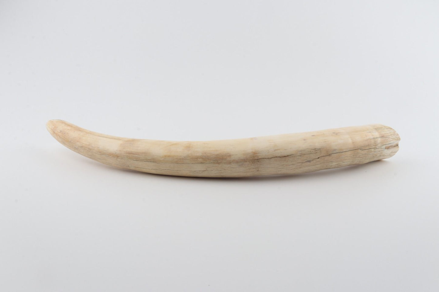 Natural mammoth tusk tip