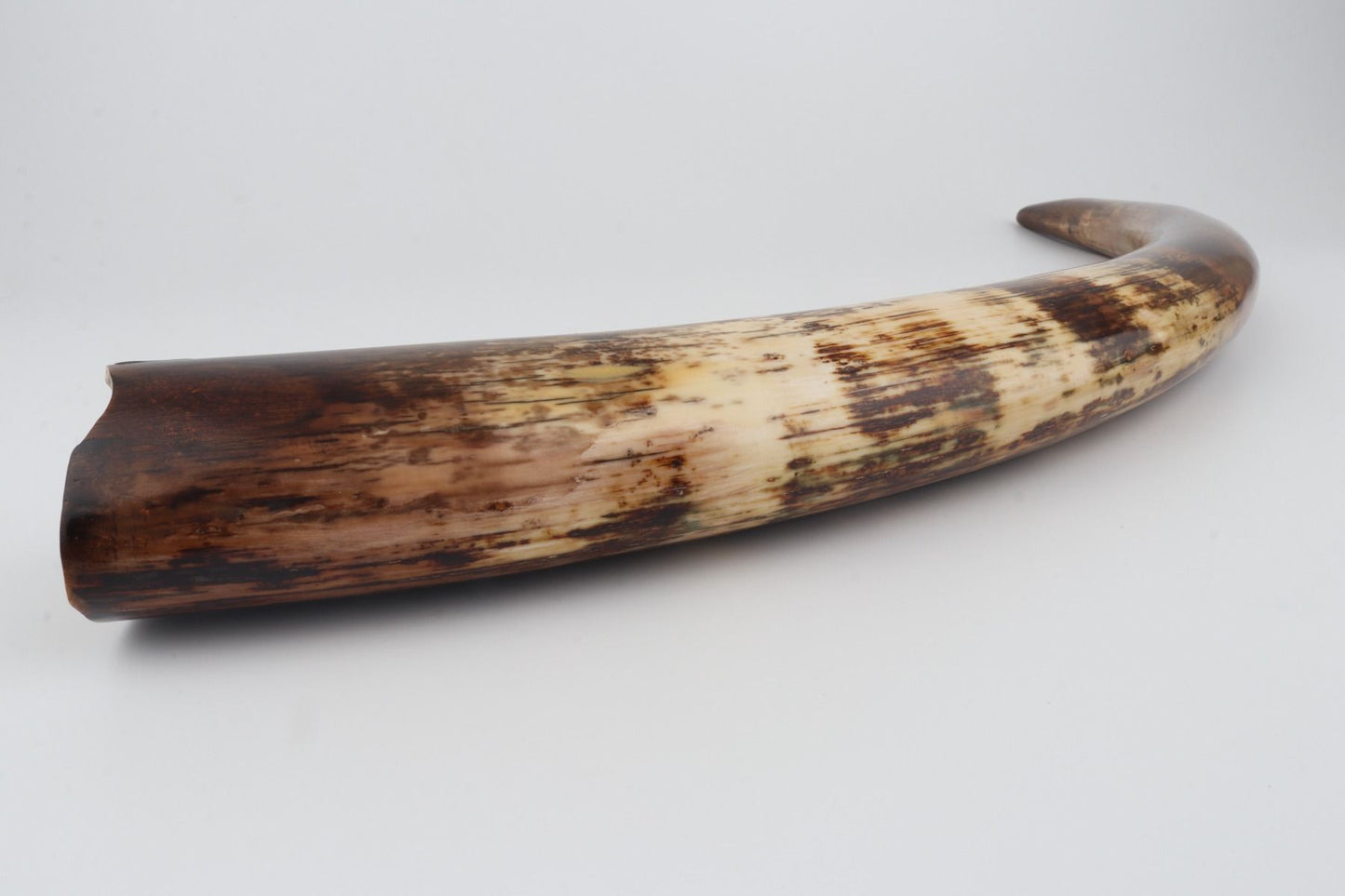 Restored woolly mammoth tusk