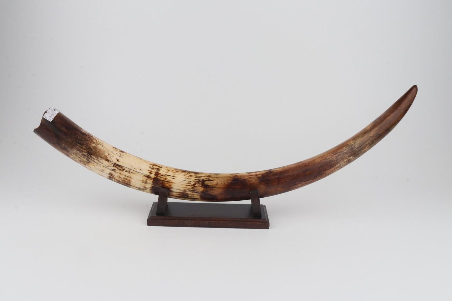 Restored woolly mammoth tusk