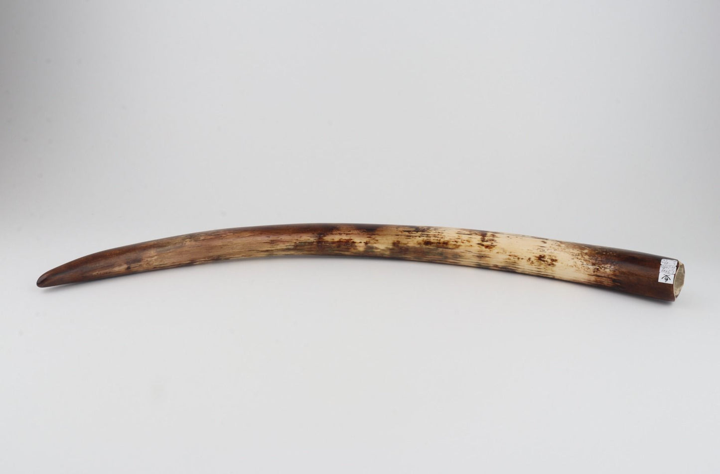 Restored woolly mammoth tusk