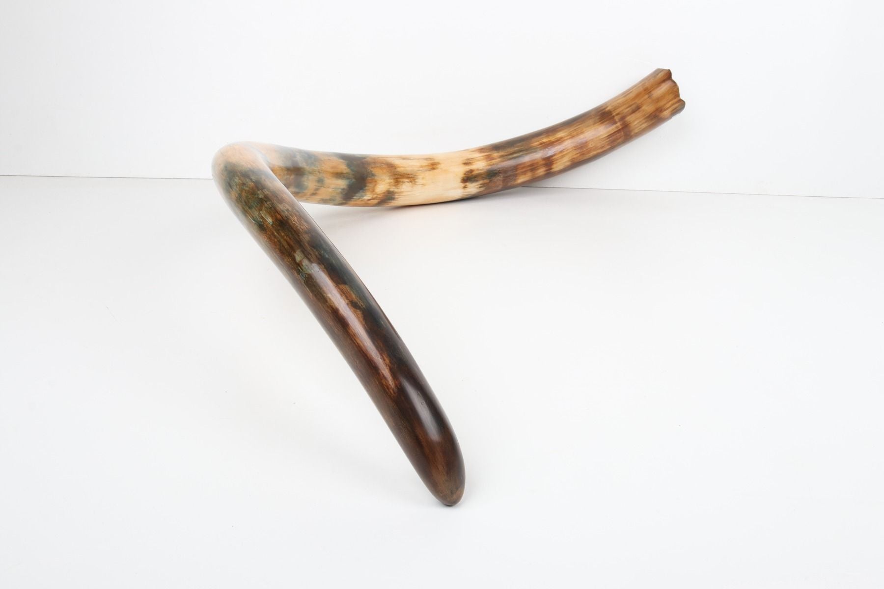 Restored woolly mammoth tusk
