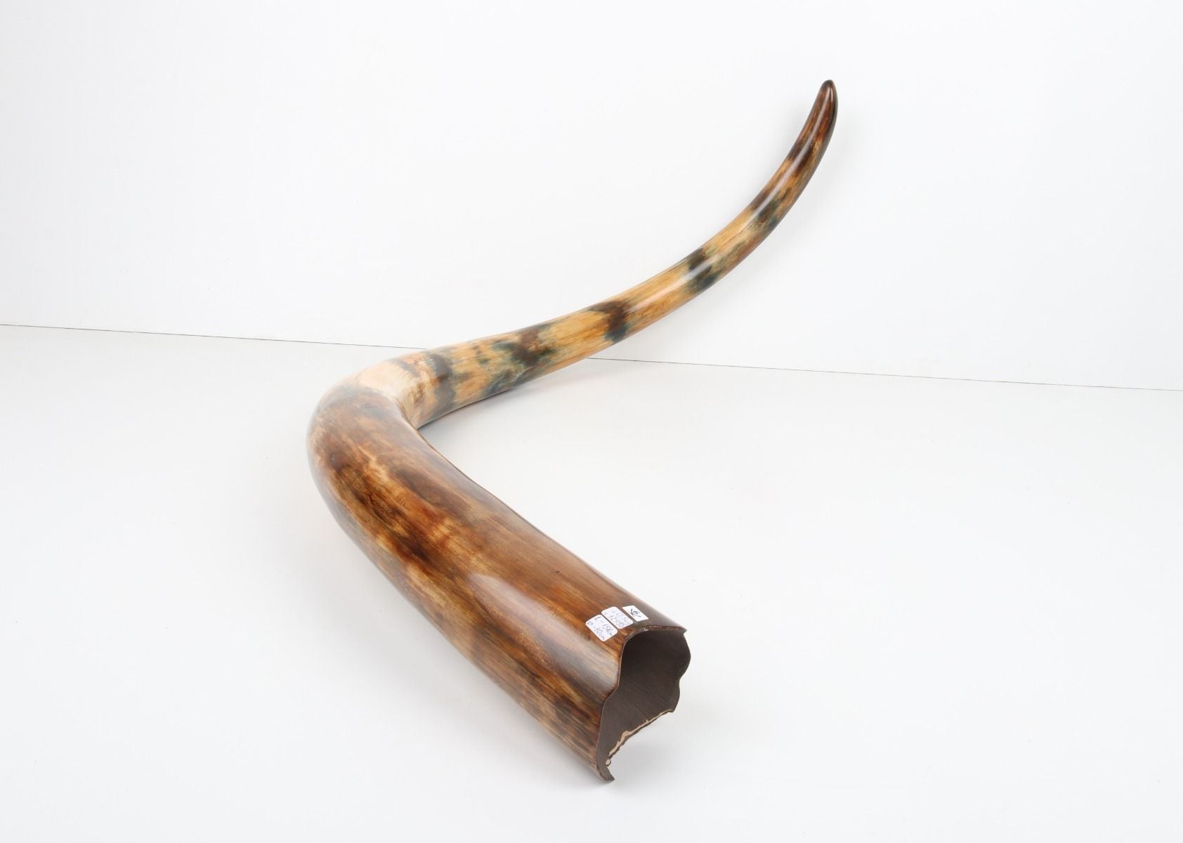 Restored woolly mammoth tusk