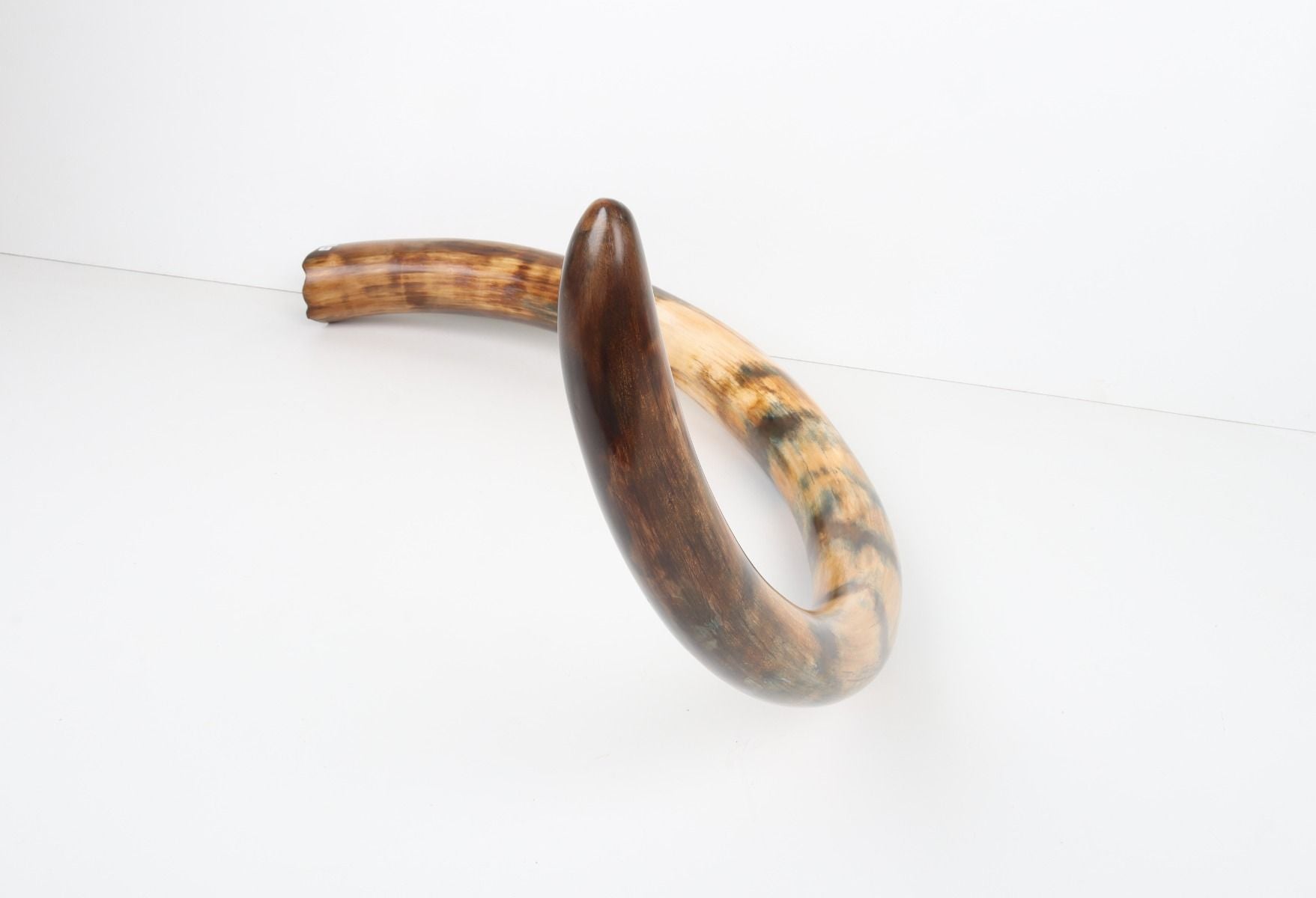 Restored woolly mammoth tusk
