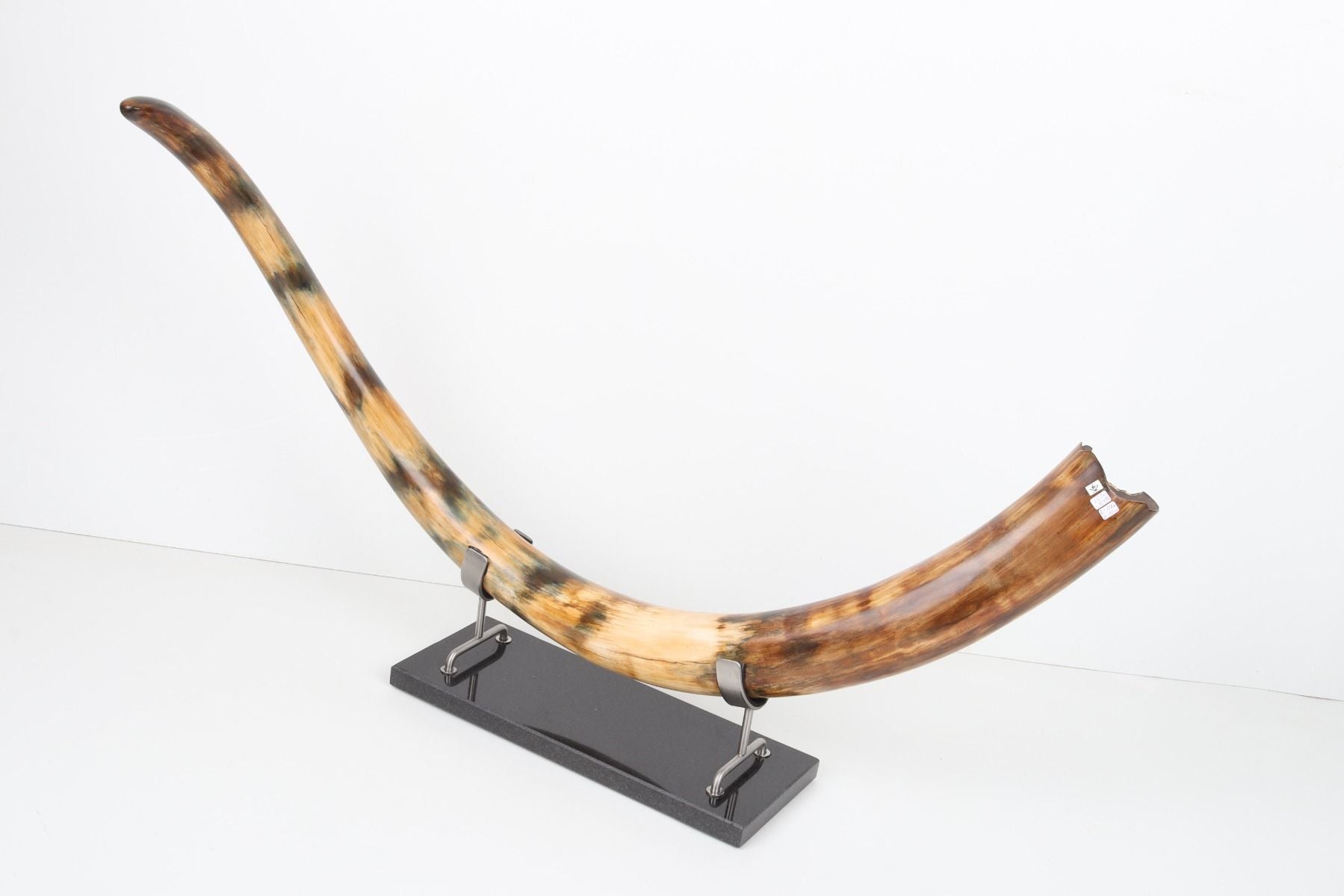 Restored woolly mammoth tusk