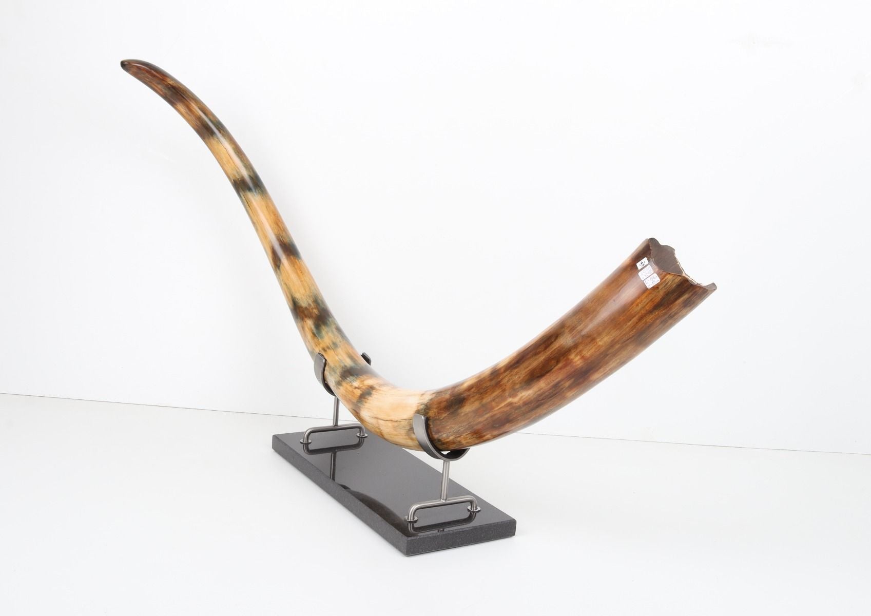 Restored woolly mammoth tusk