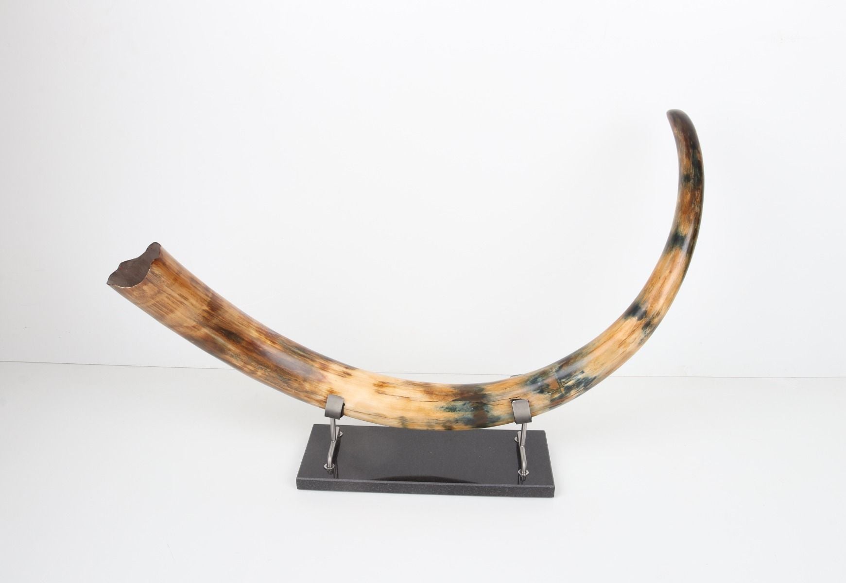 Restored woolly mammoth tusk