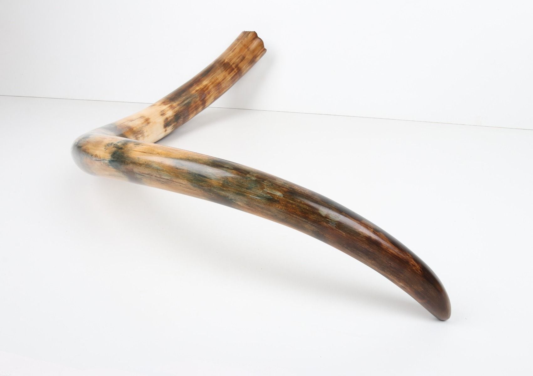 Restored woolly mammoth tusk