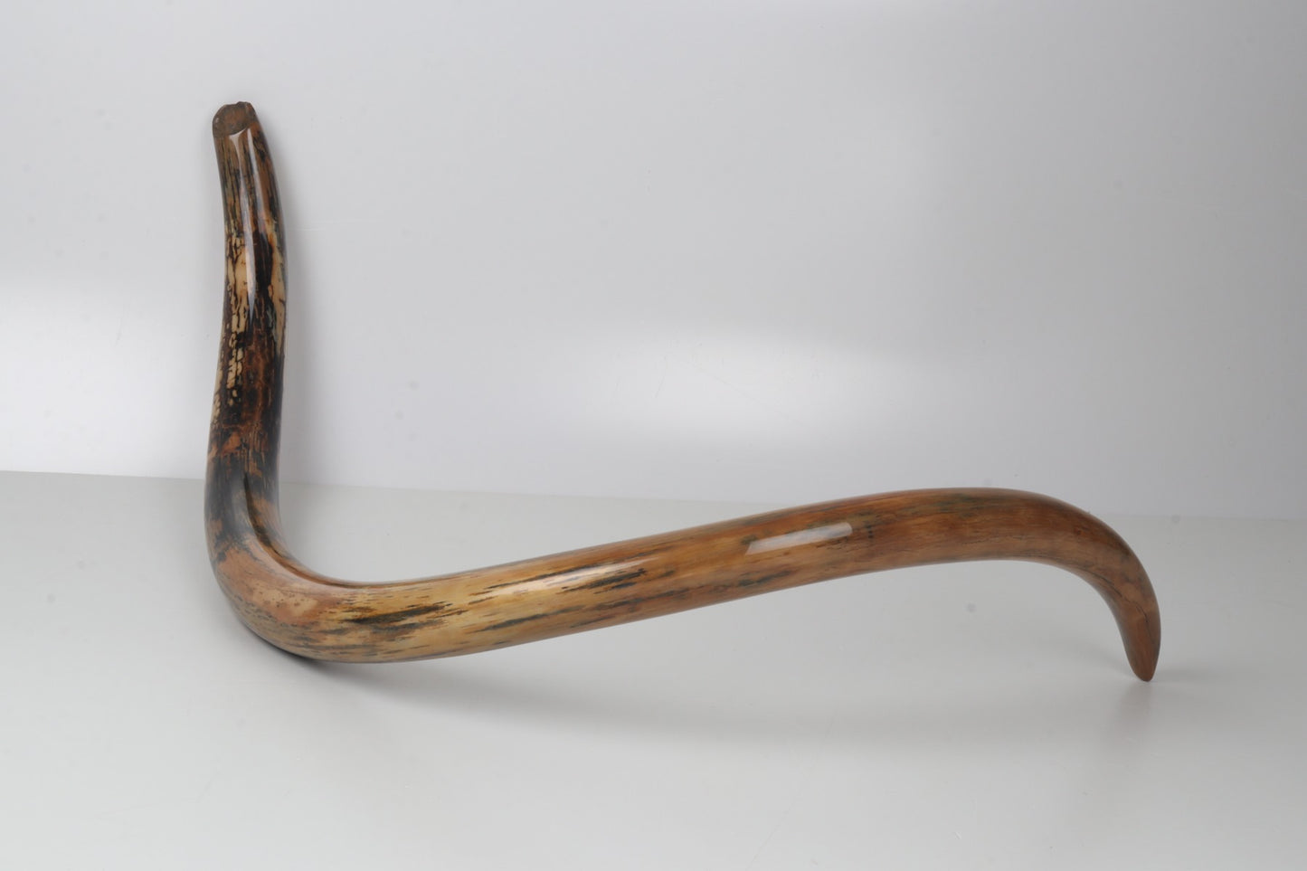 Restored woolly mammoth tusk