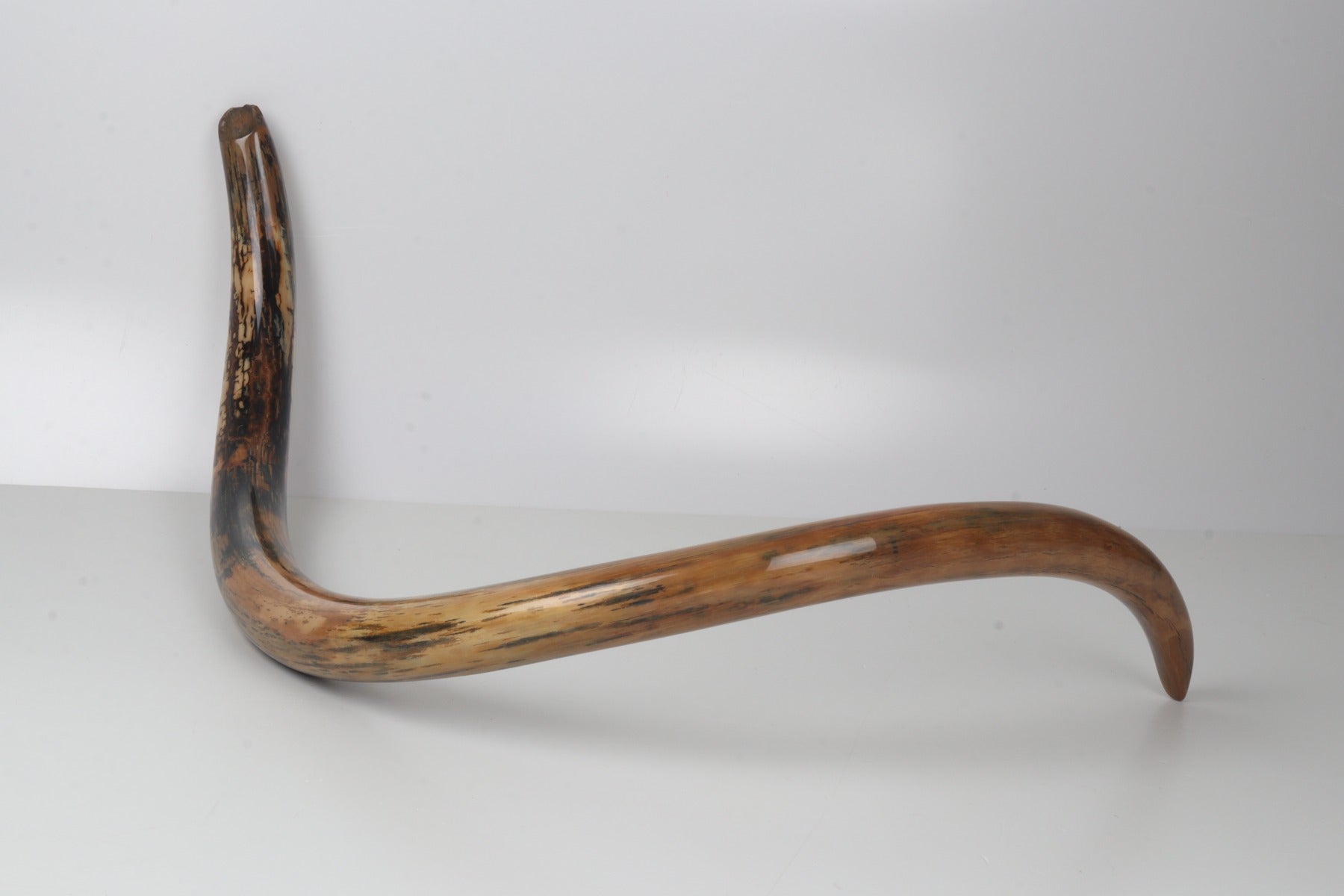 Restored woolly mammoth tusk