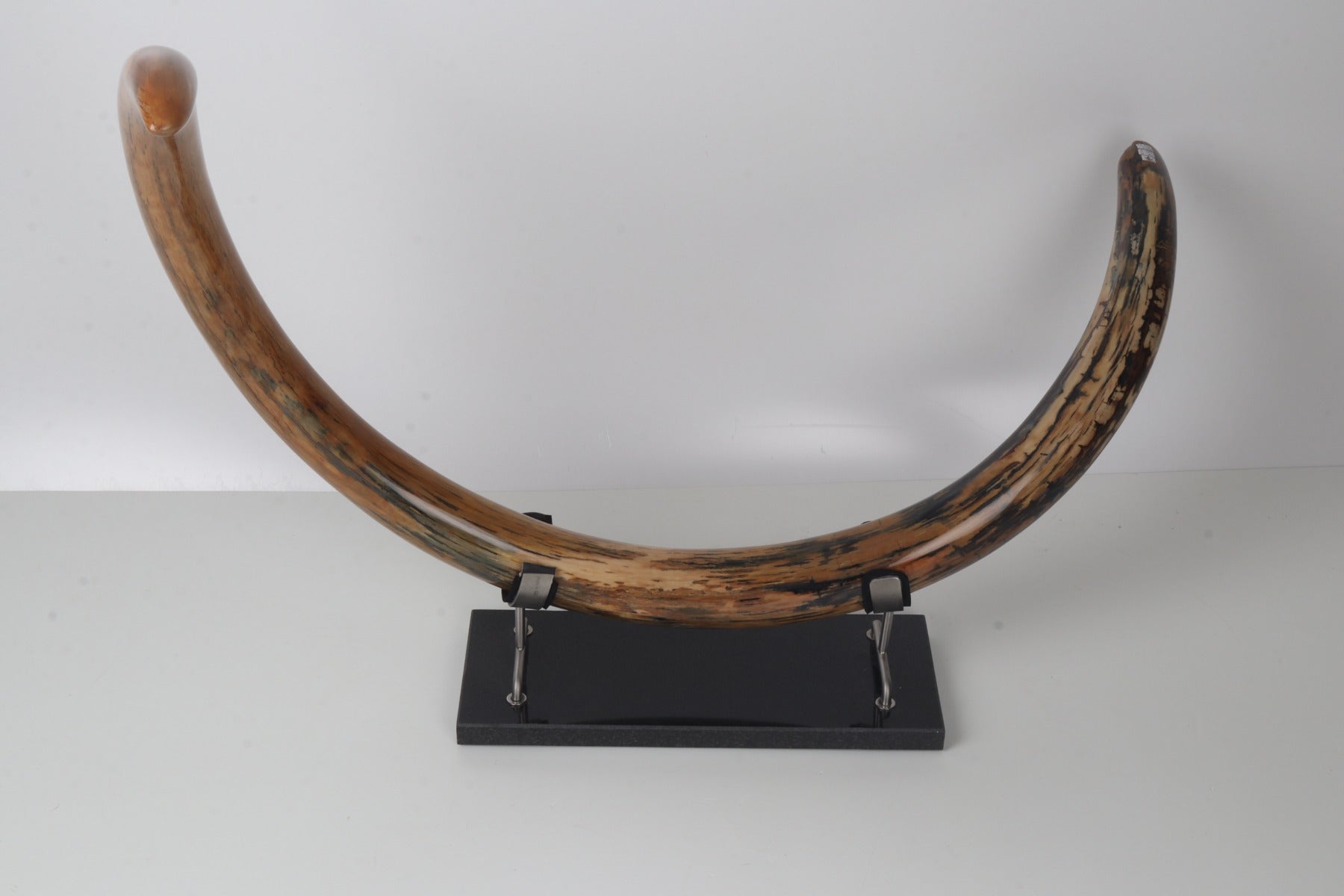 Restored woolly mammoth tusk