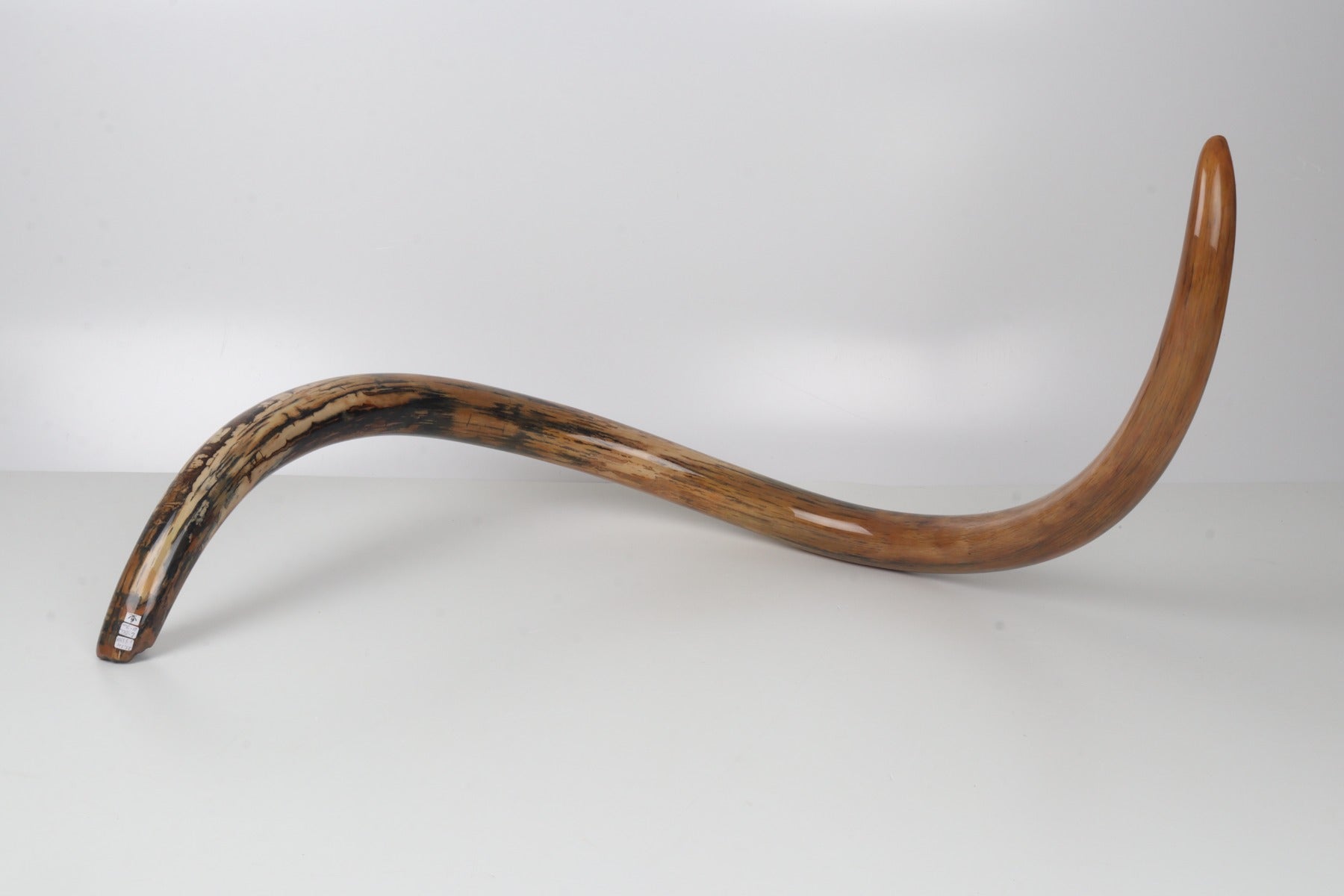 Restored woolly mammoth tusk