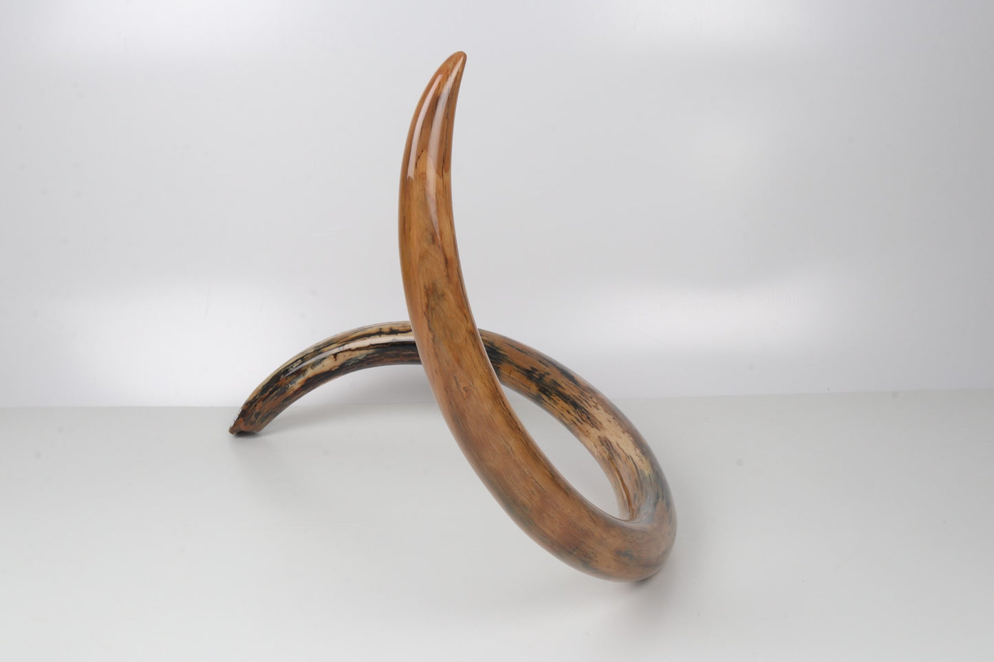 Restored woolly mammoth tusk