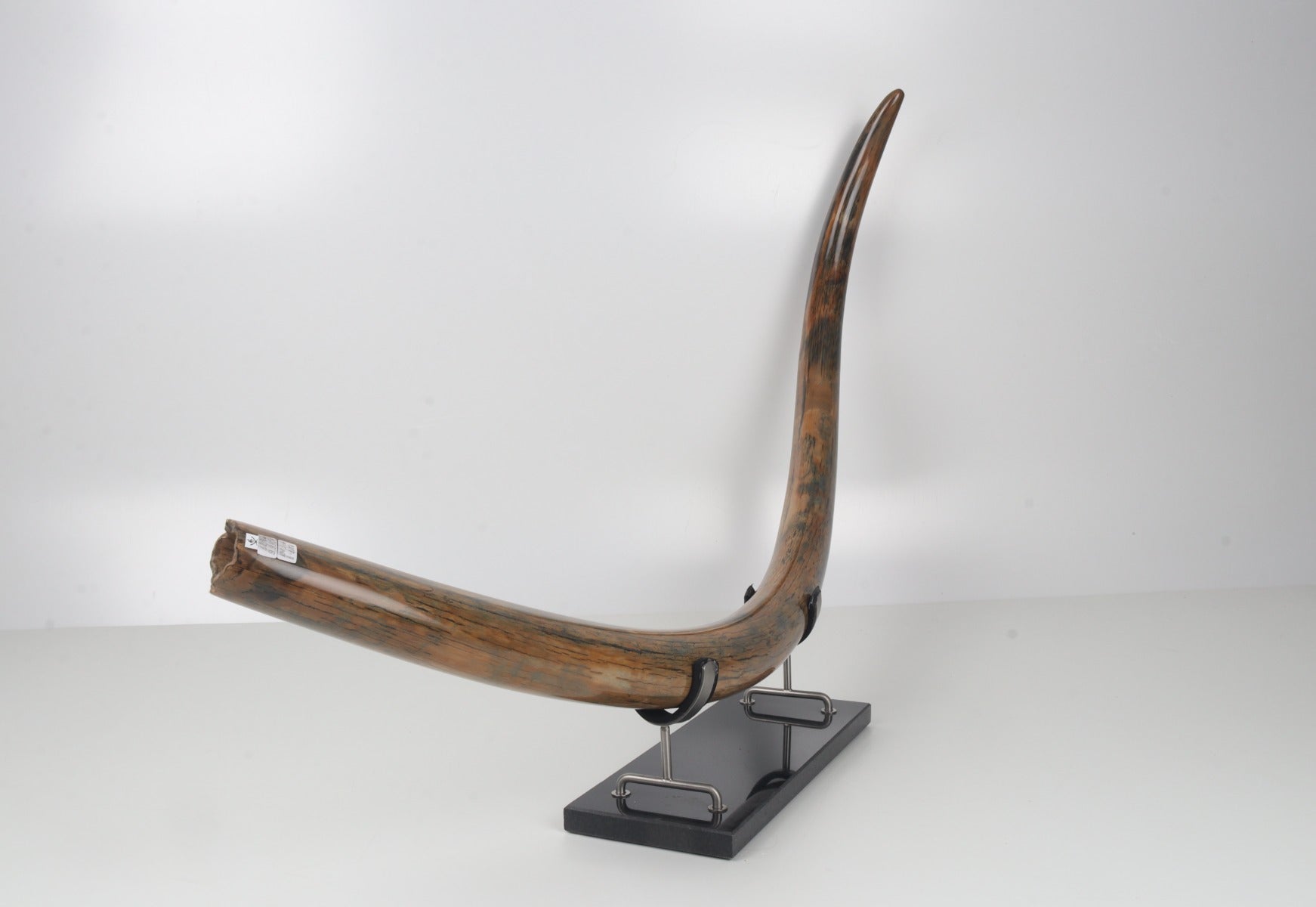 Restored woolly mammoth tusk
