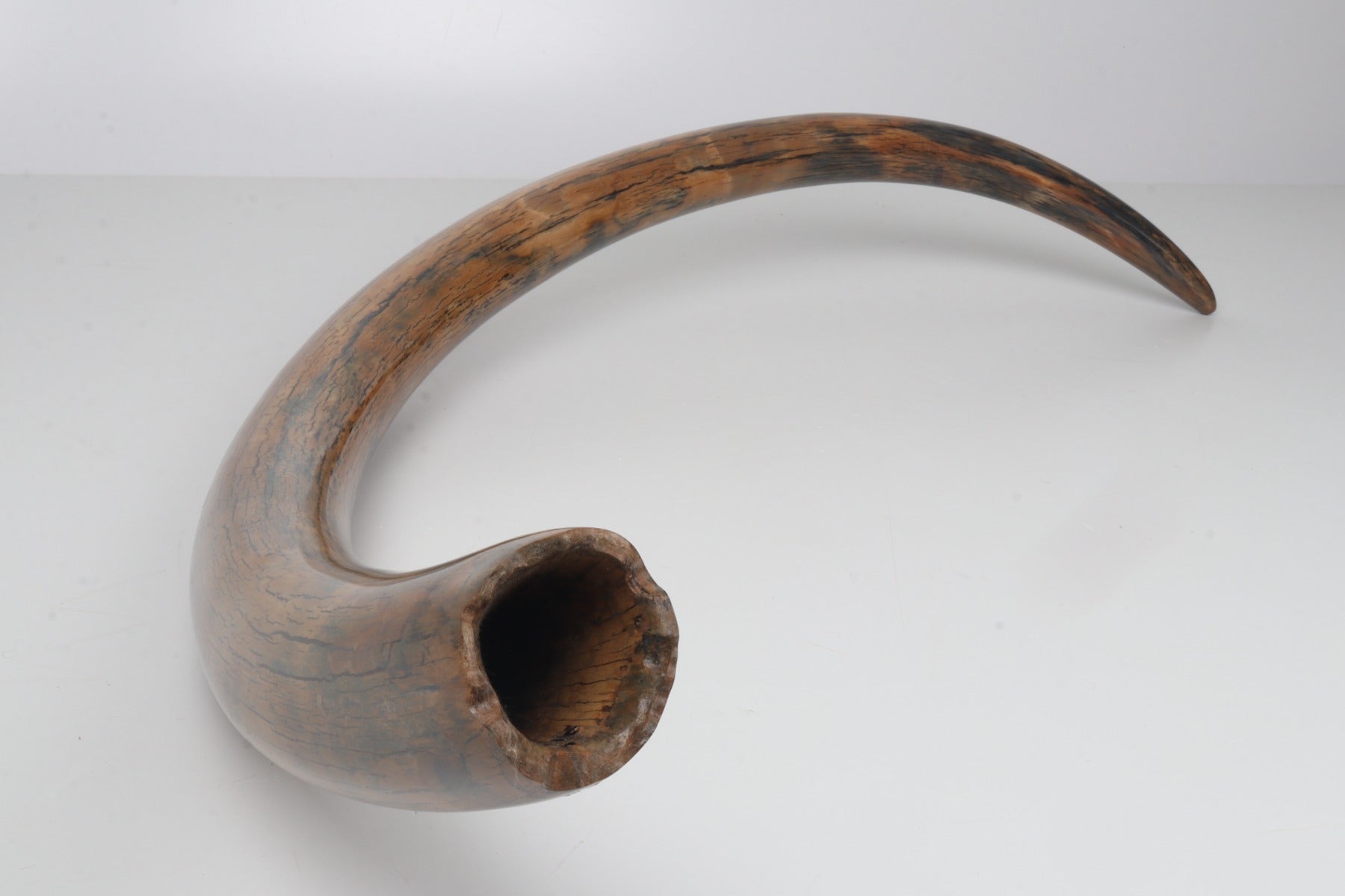 Restored woolly mammoth tusk
