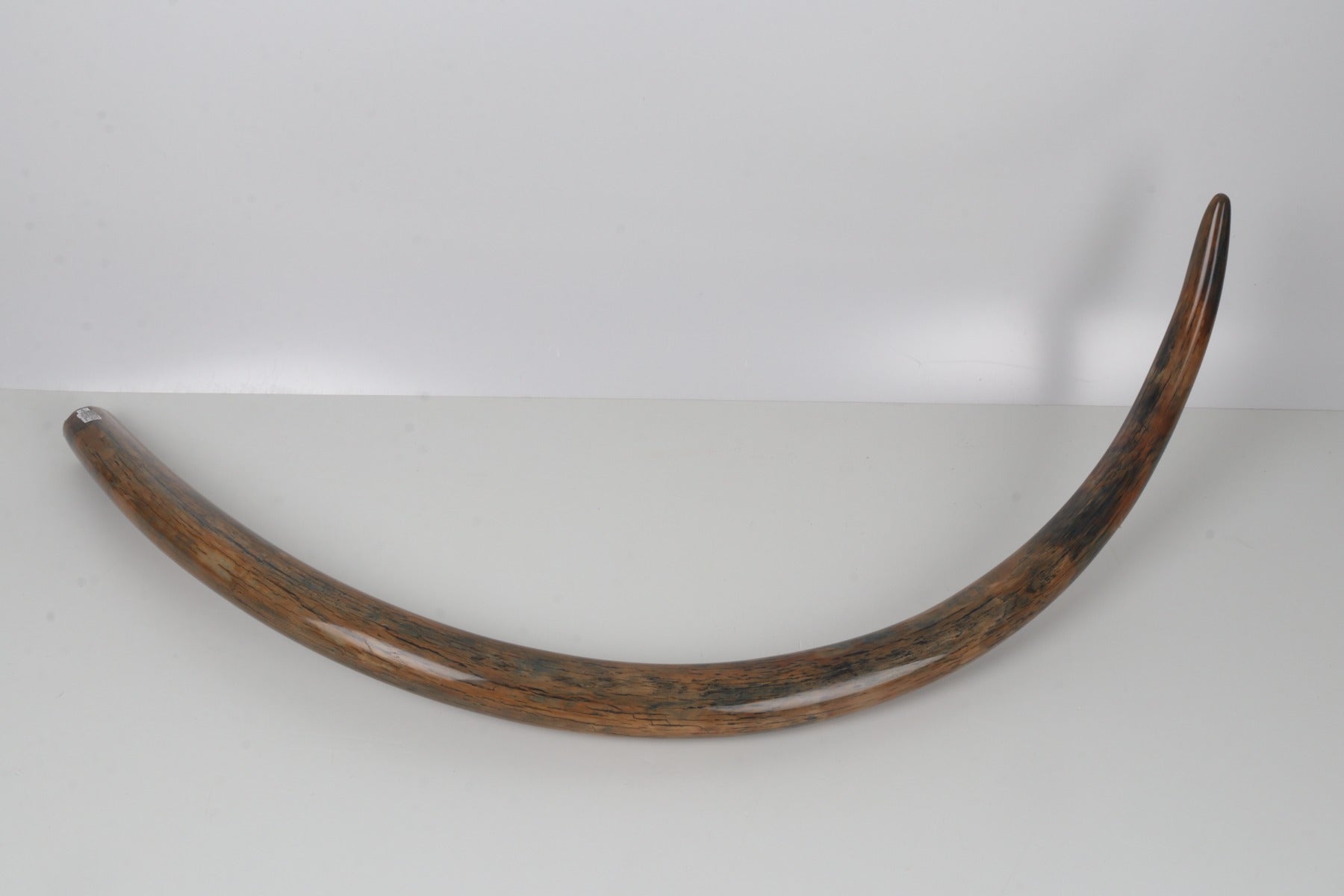 Restored woolly mammoth tusk
