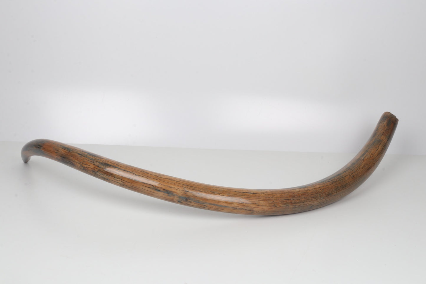 Restored woolly mammoth tusk
