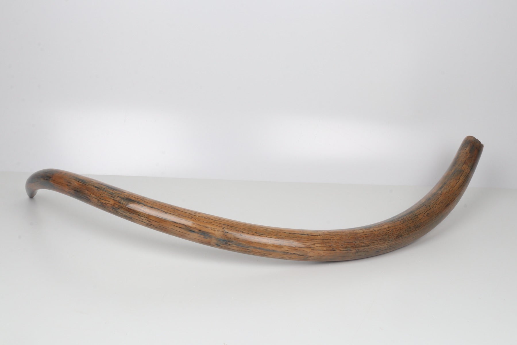 Restored woolly mammoth tusk