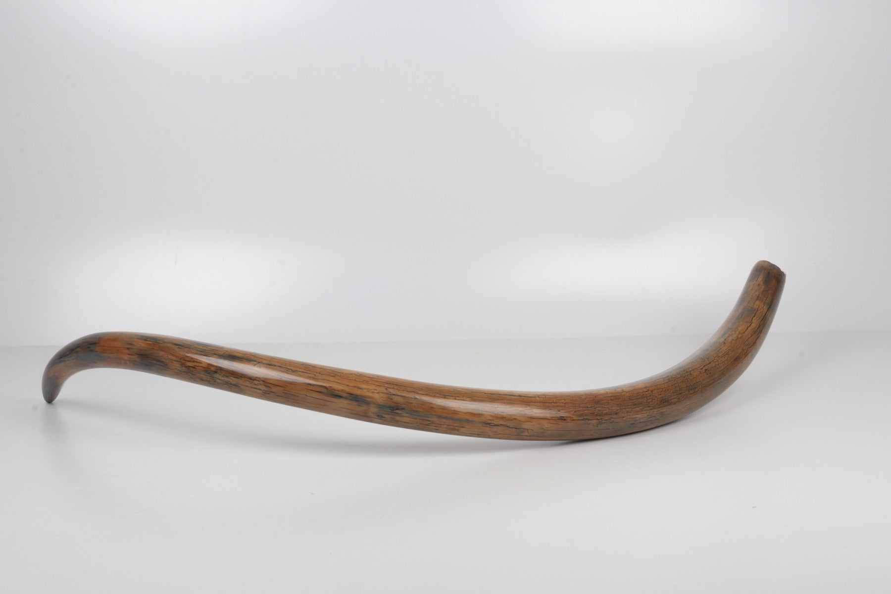 Restored woolly mammoth tusk