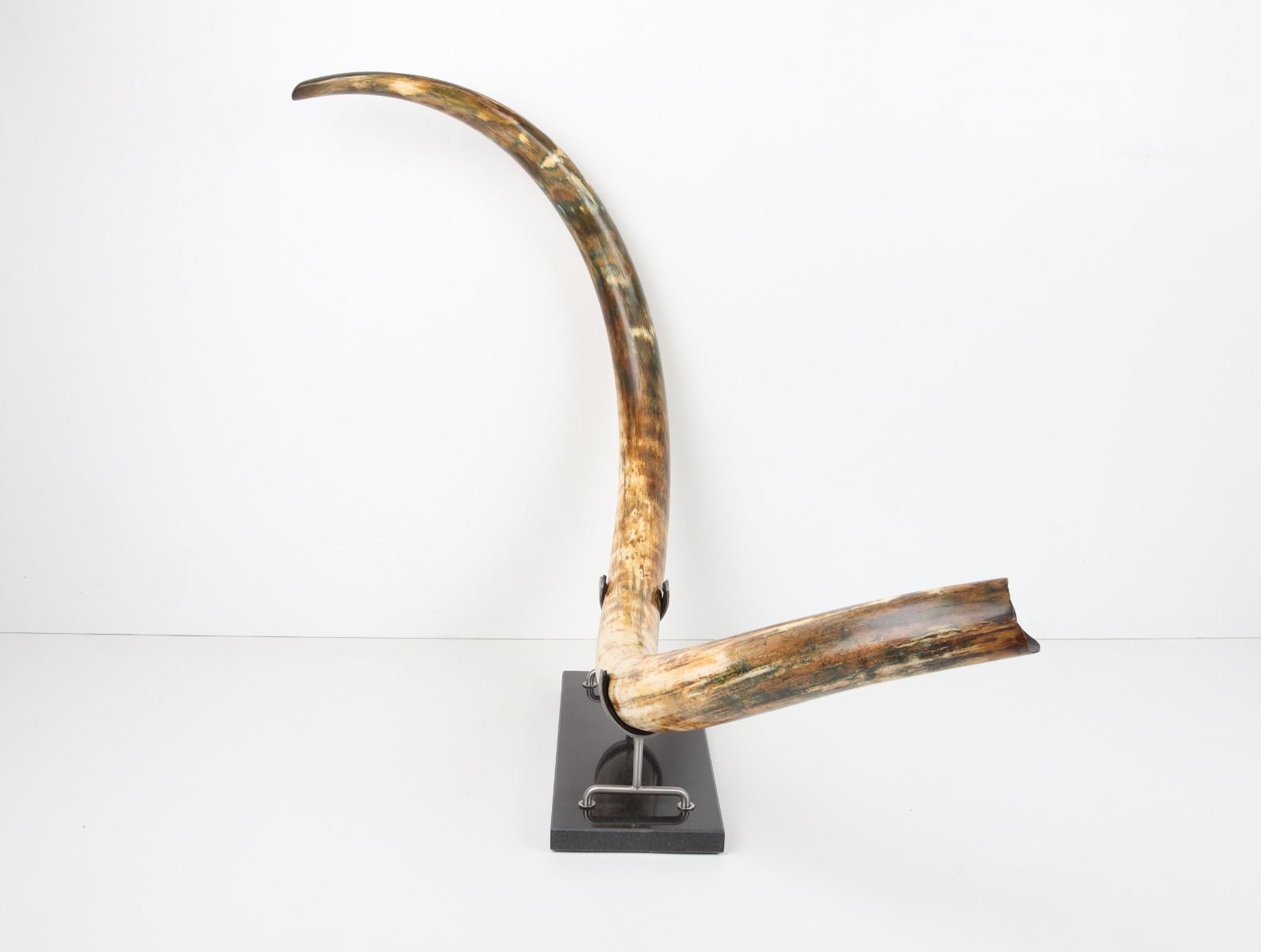 Restored woolly mammoth tusk
