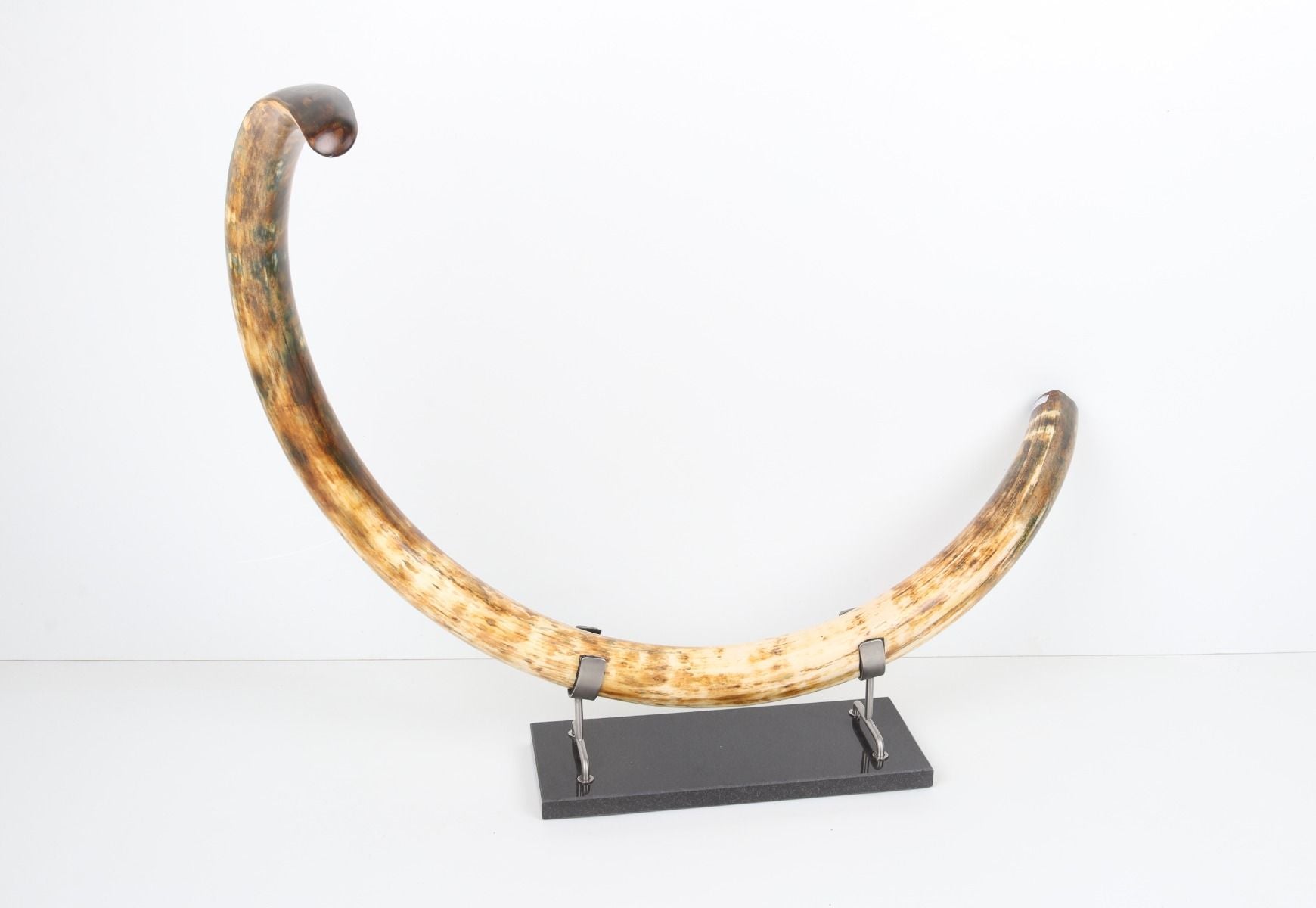 Restored woolly mammoth tusk