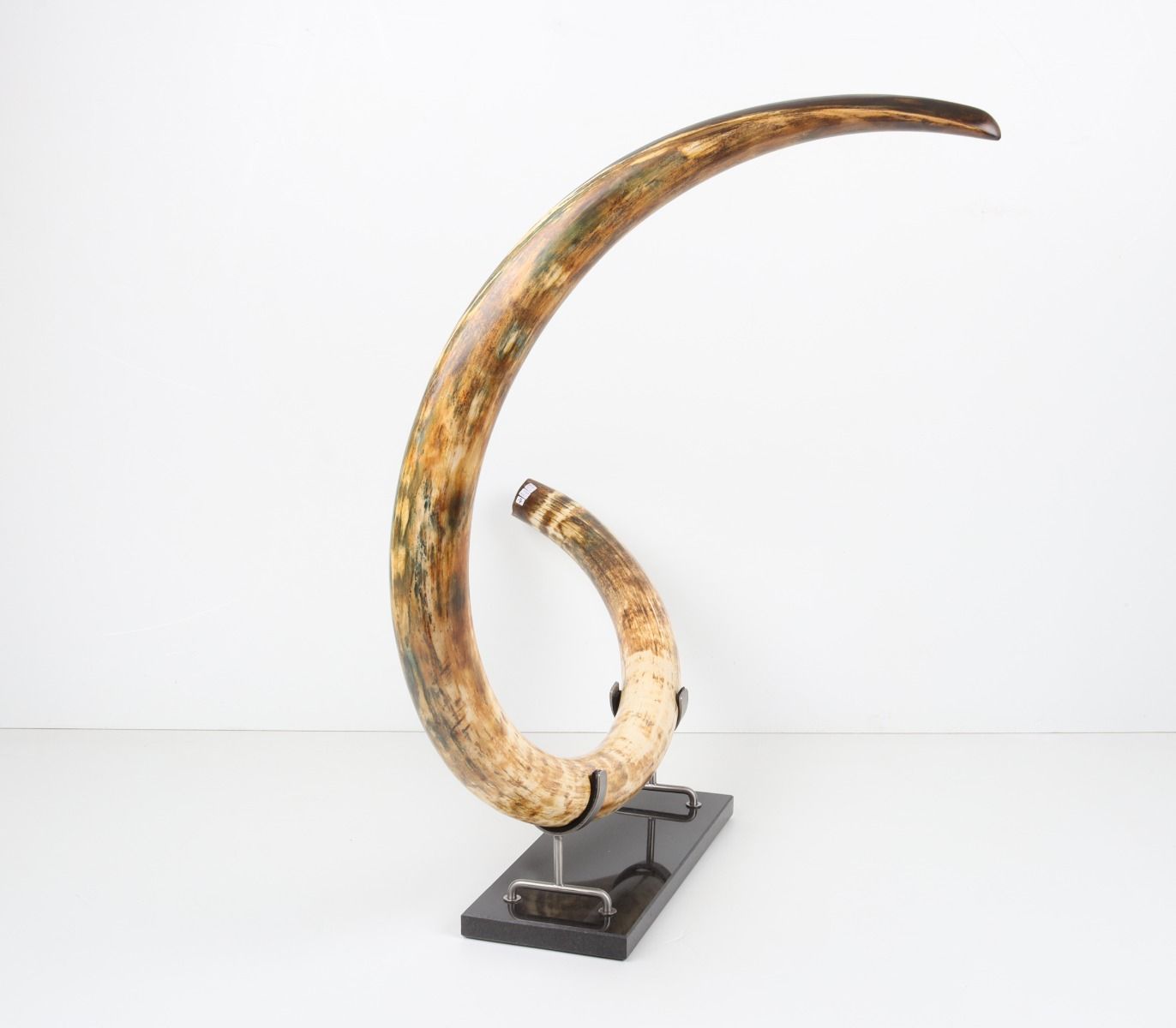 Restored woolly mammoth tusk
