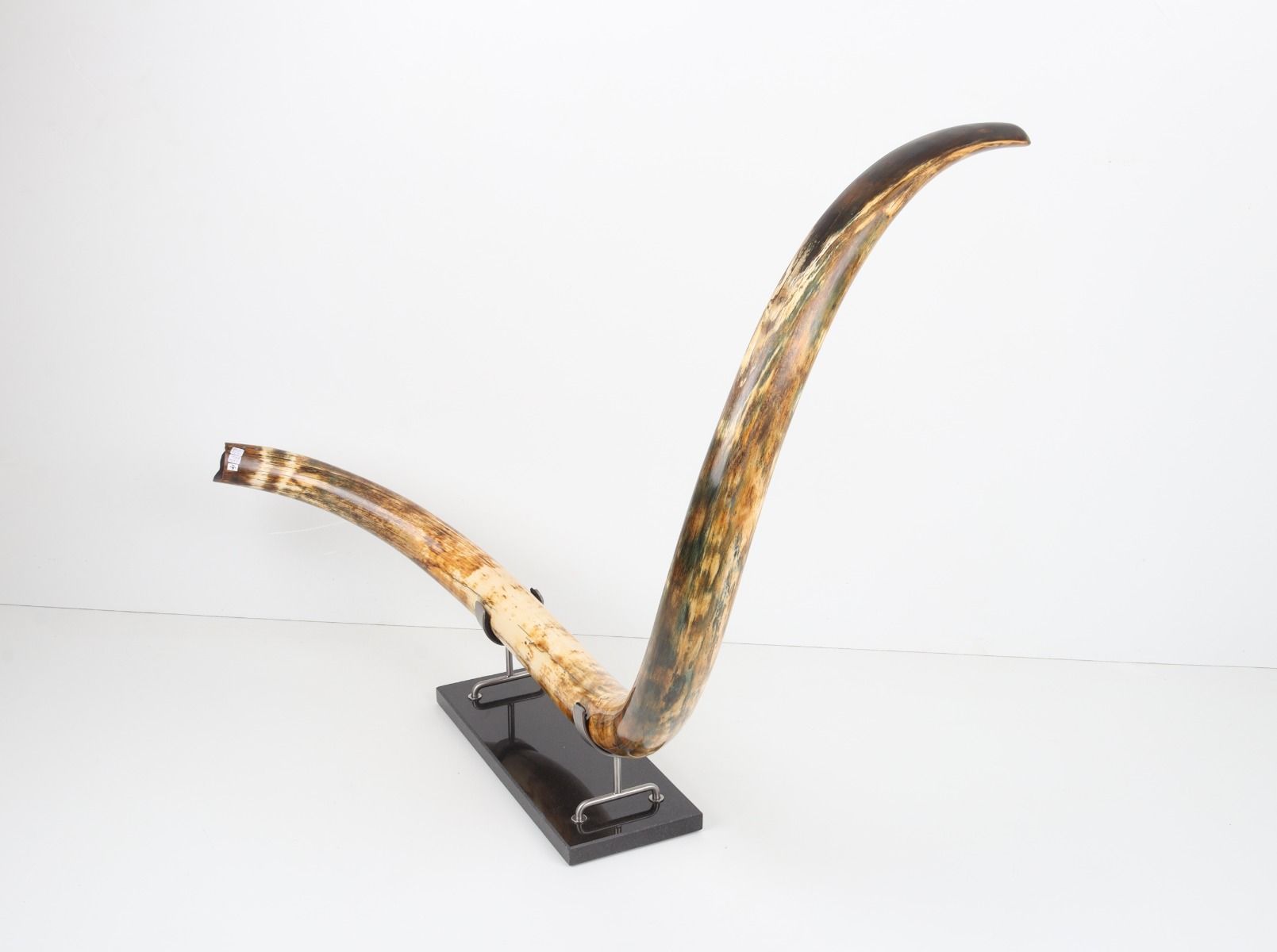 Restored woolly mammoth tusk