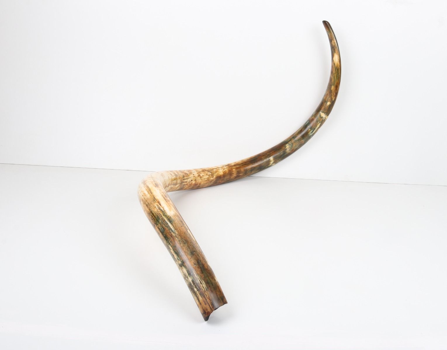 Restored woolly mammoth tusk