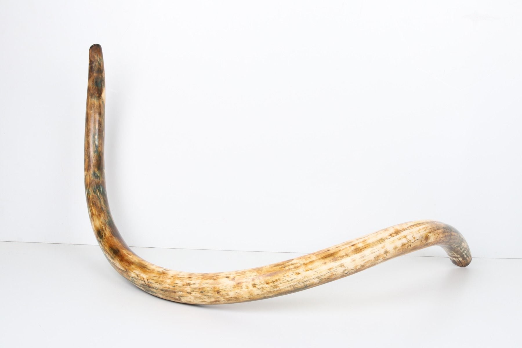 Restored woolly mammoth tusk