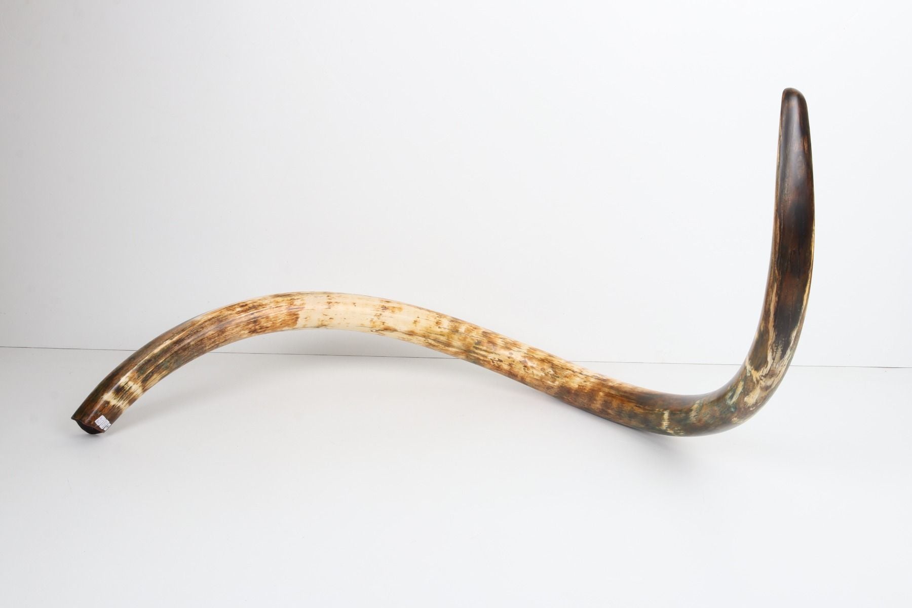 Restored woolly mammoth tusk