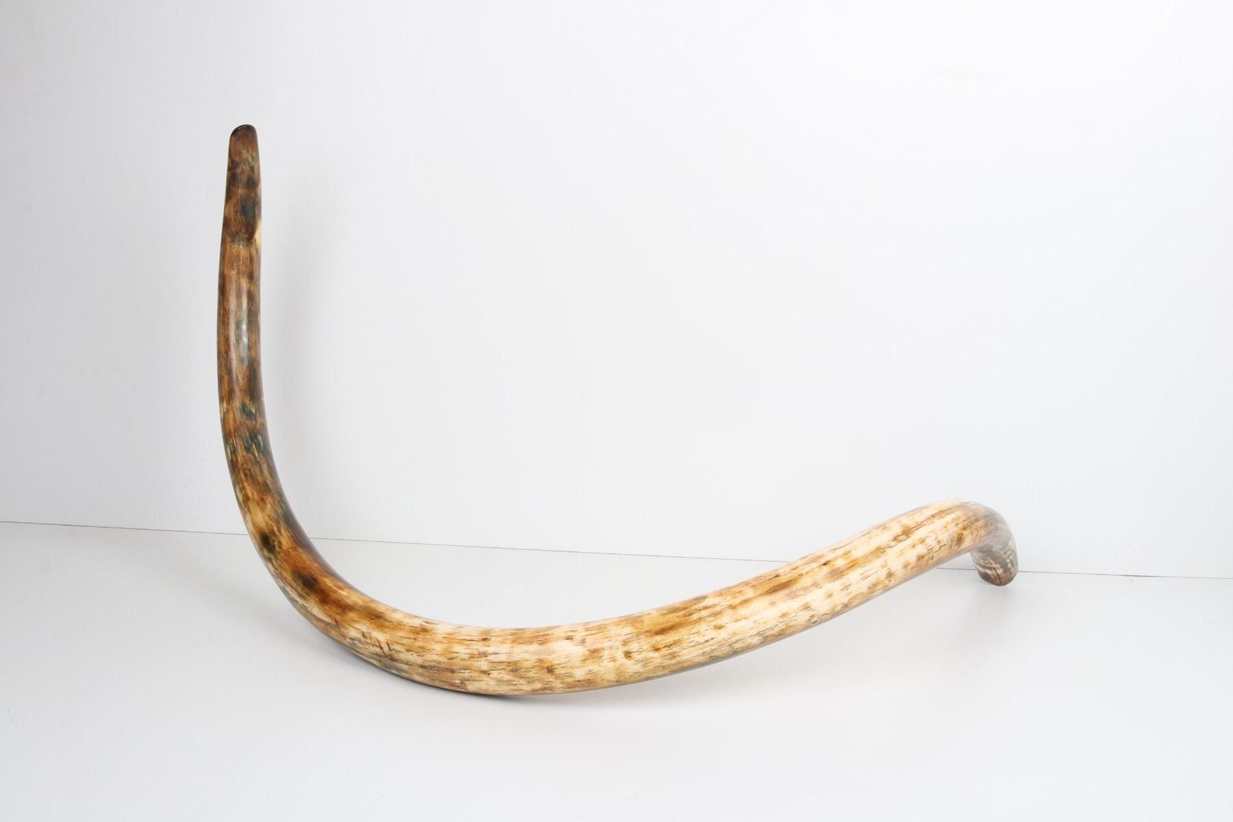 Restored woolly mammoth tusk