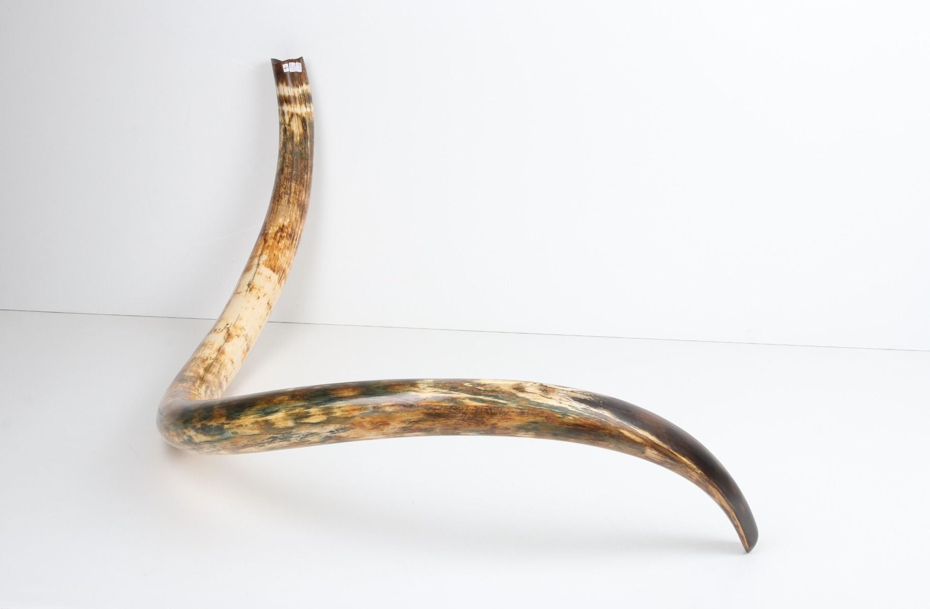 Restored woolly mammoth tusk