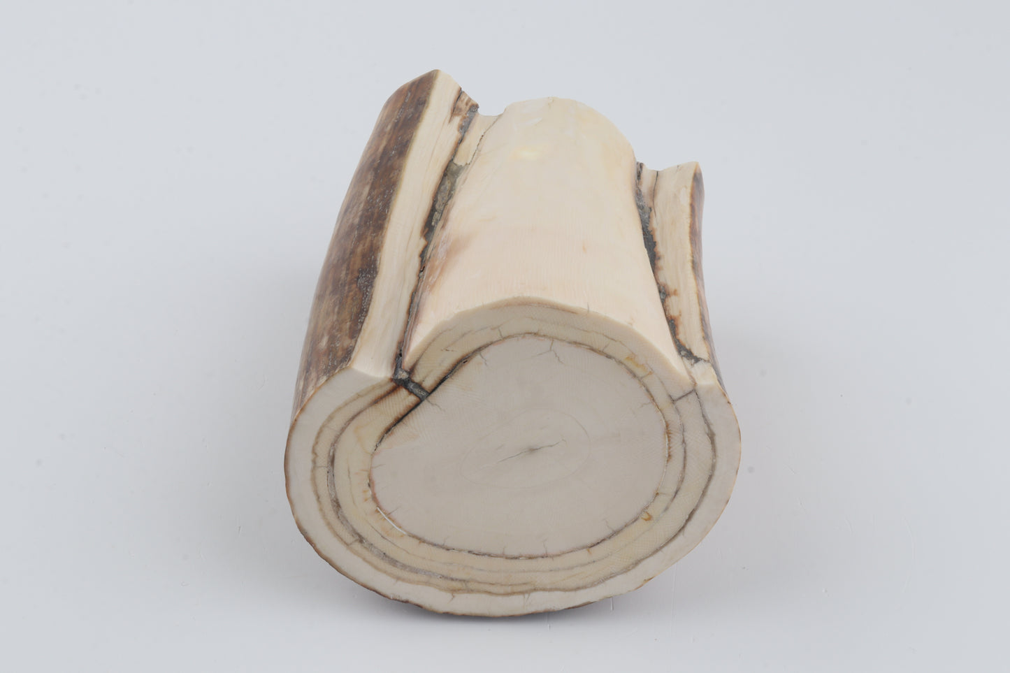 Round natural mammoth tusk piece