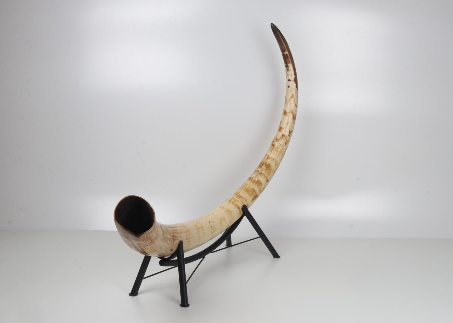 Natural mammoth tusk