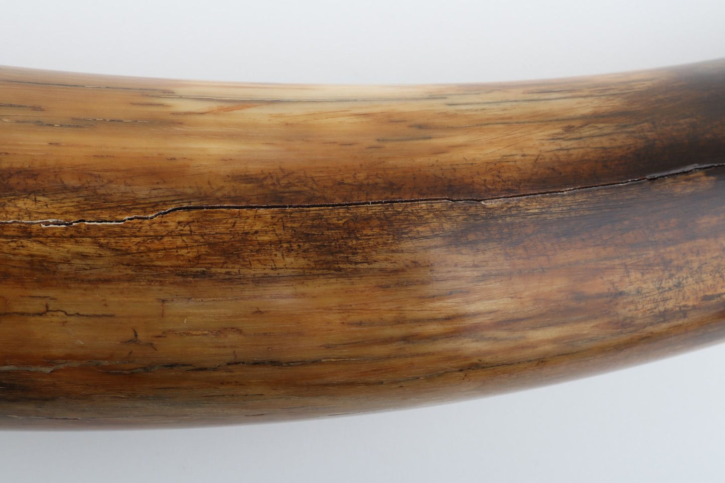 Restored woolly mammoth tusk