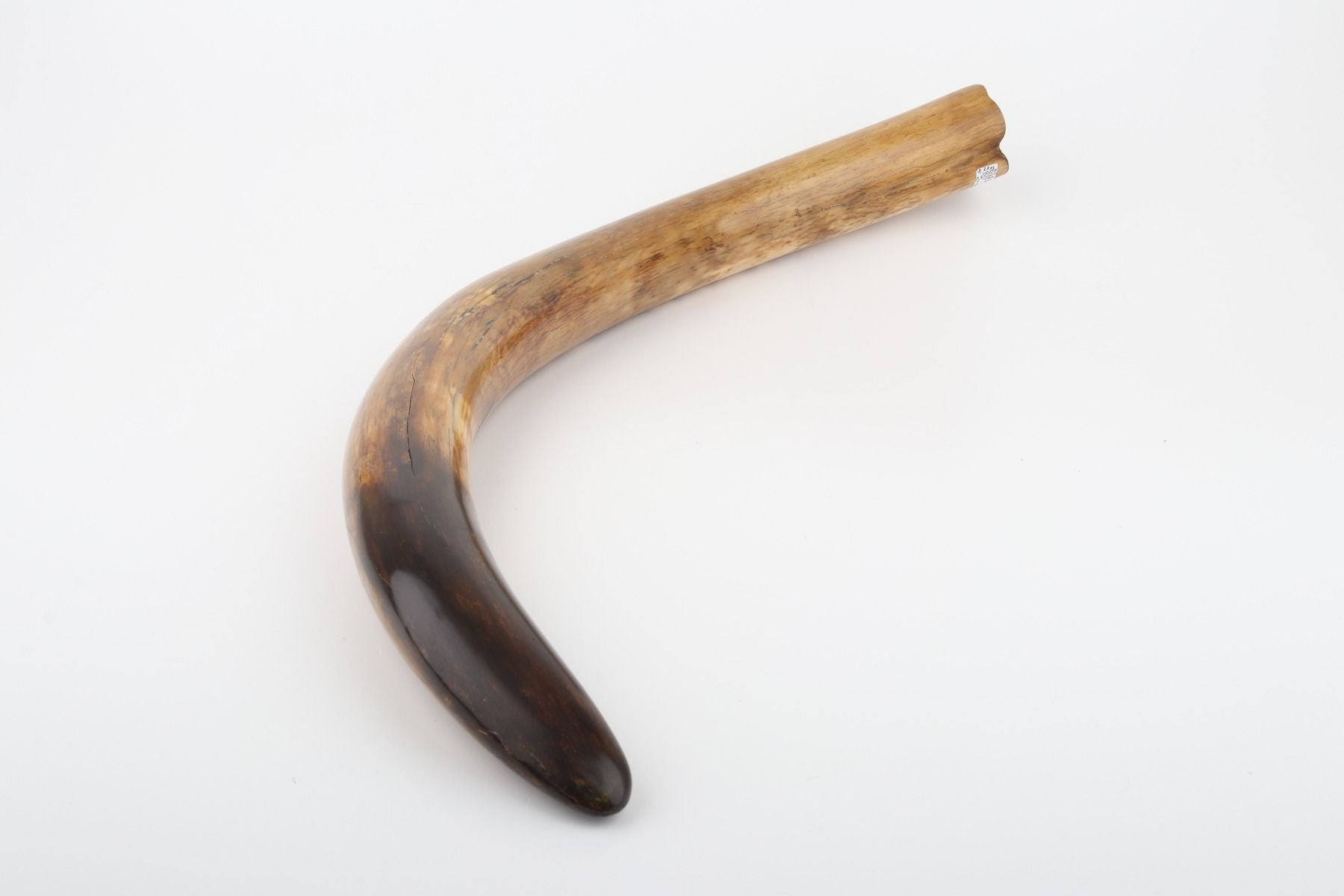 Restored woolly mammoth tusk