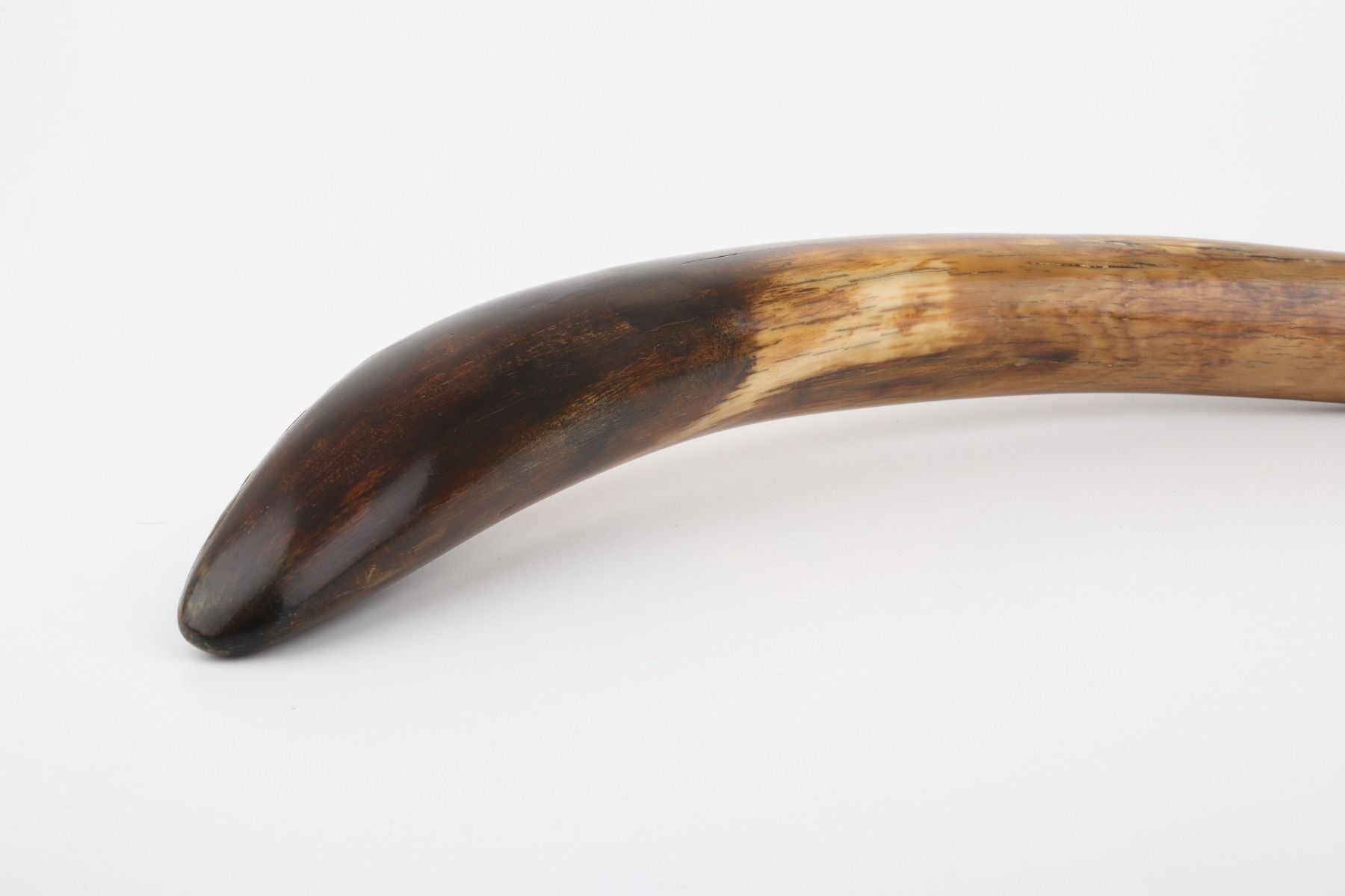 Restored woolly mammoth tusk