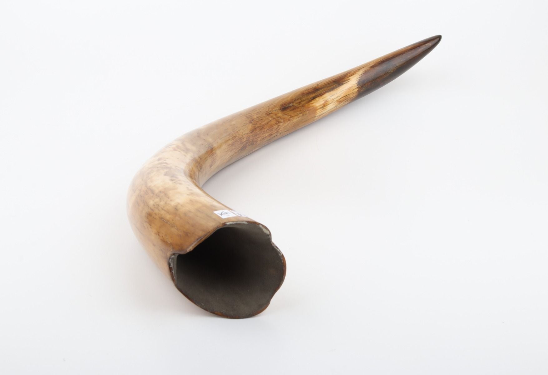 Restored woolly mammoth tusk