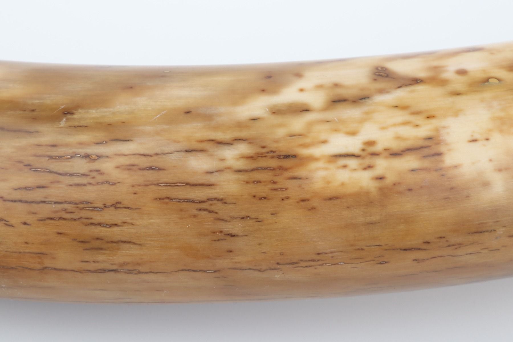 Restored woolly mammoth tusk