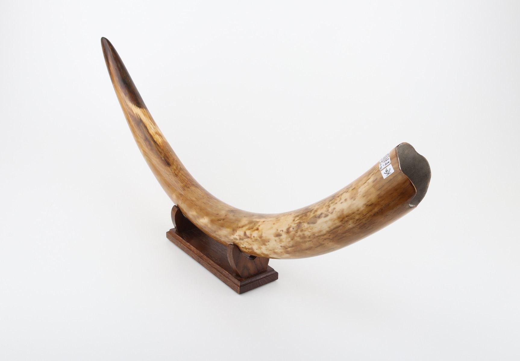 Restored woolly mammoth tusk