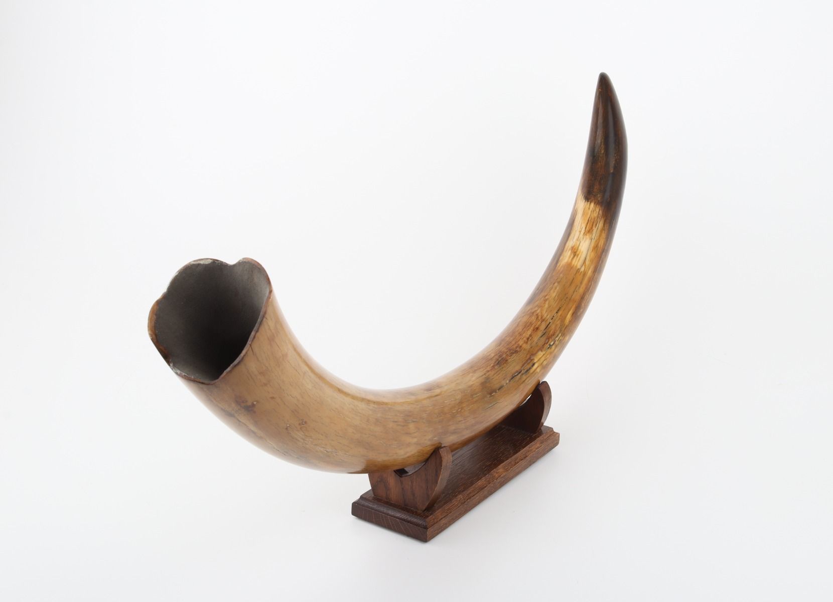 Restored woolly mammoth tusk