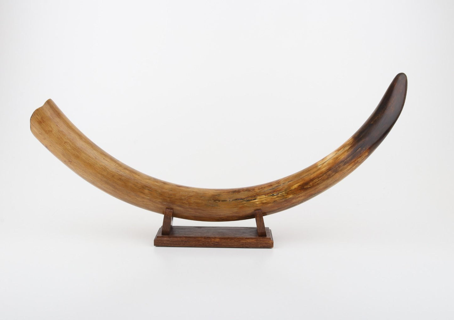 Restored woolly mammoth tusk
